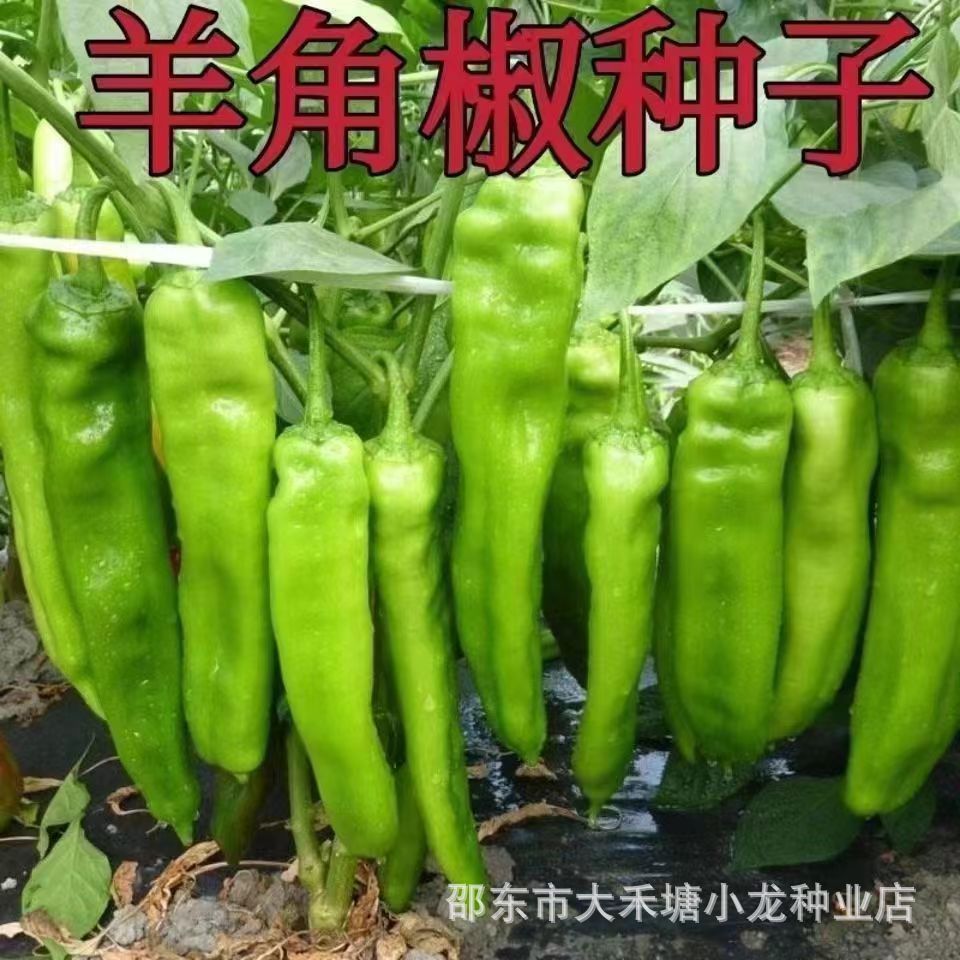 *现货*羊角椒种子高产不辣大果羊角椒辣椒籽阳台庭院盆栽种植蔬菜种子Cayenne pepper seeds, high yield, non-spicy, large fruit cayenne pe