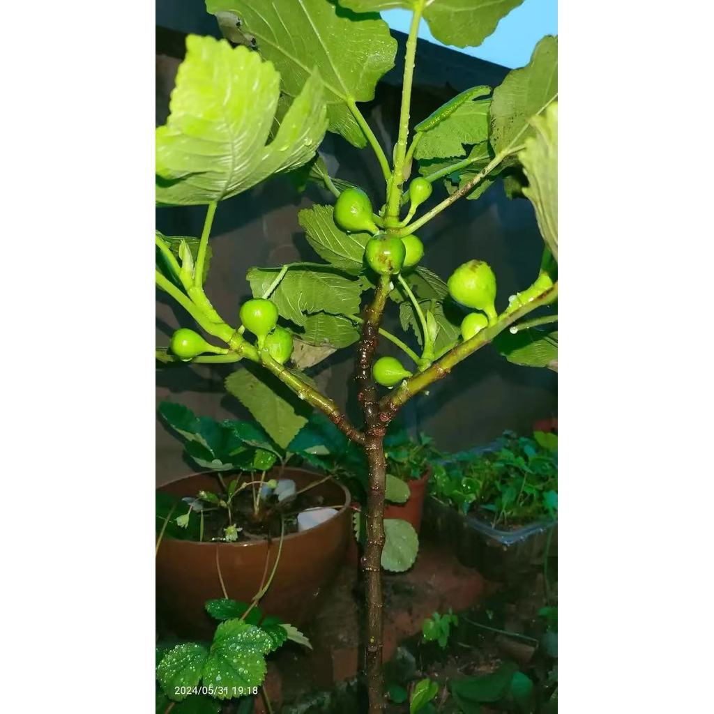 【สวนมะเดื่อฝรั่งในบ้าน】เมล็ดพันธุ์มะเดื่อฝรั่งแท้ 600 เมล็ด | ปลูกง่าย ให้ผลหวาน อุดมสารอาหาร เก็บกินได้ทั้งปี - รูปที่ 5