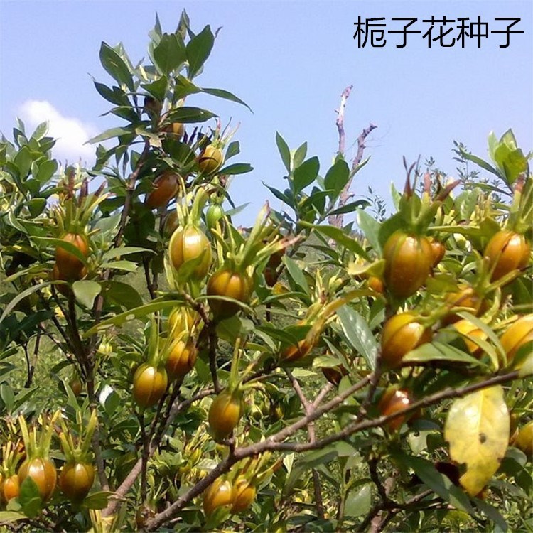 พร้อมสต็อก จัดส่งที่รวดเร็ว ins Bulk Gardenia Seeds Yellow Gardenia Seeds Small Gardenia Mountain Ga