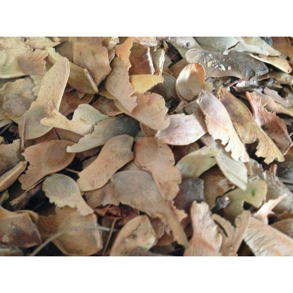พร้อมสต็อก Fast Shipping Ingot Maple Seed Triangle Maple Pentagonal Maple Seed Green Maple Seed Red 