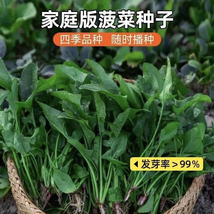现货热卖小叶本地土菠菜种子四季农田菜园易种小叶菠菜种子蔬菜种子Small-leaf local heirloom spinach seeds, suitable for all four season