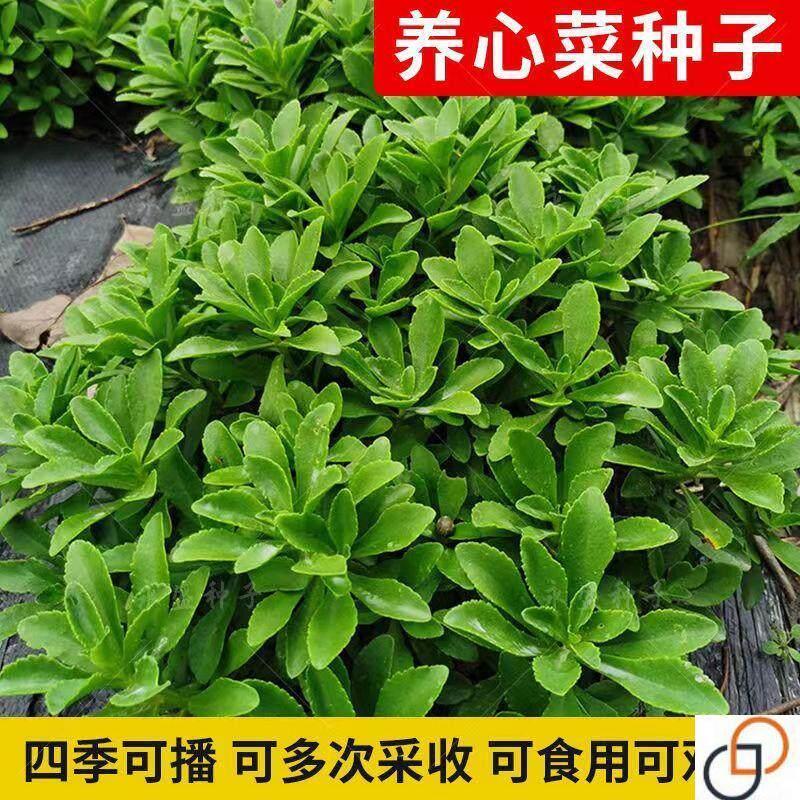 现货热卖养心菜救心菜种子高钙蔬菜野菜种籽三七费菜阳台四季春秋蔬菜种Heart-nourishing vegetable, heart-saving vegetable seeds, high-calc