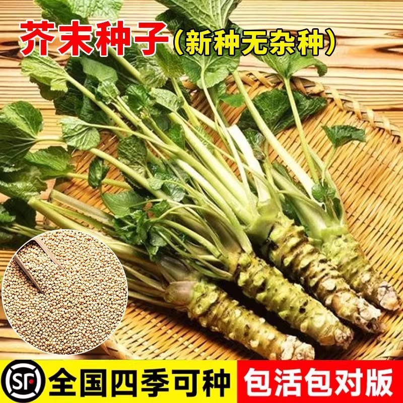 现货热卖芥末种子山秋葵种籽中材原装四季蔬菜大全菜代植物山葵Mustard seed, mountain okra seeds, original ingredients, all seasons.20