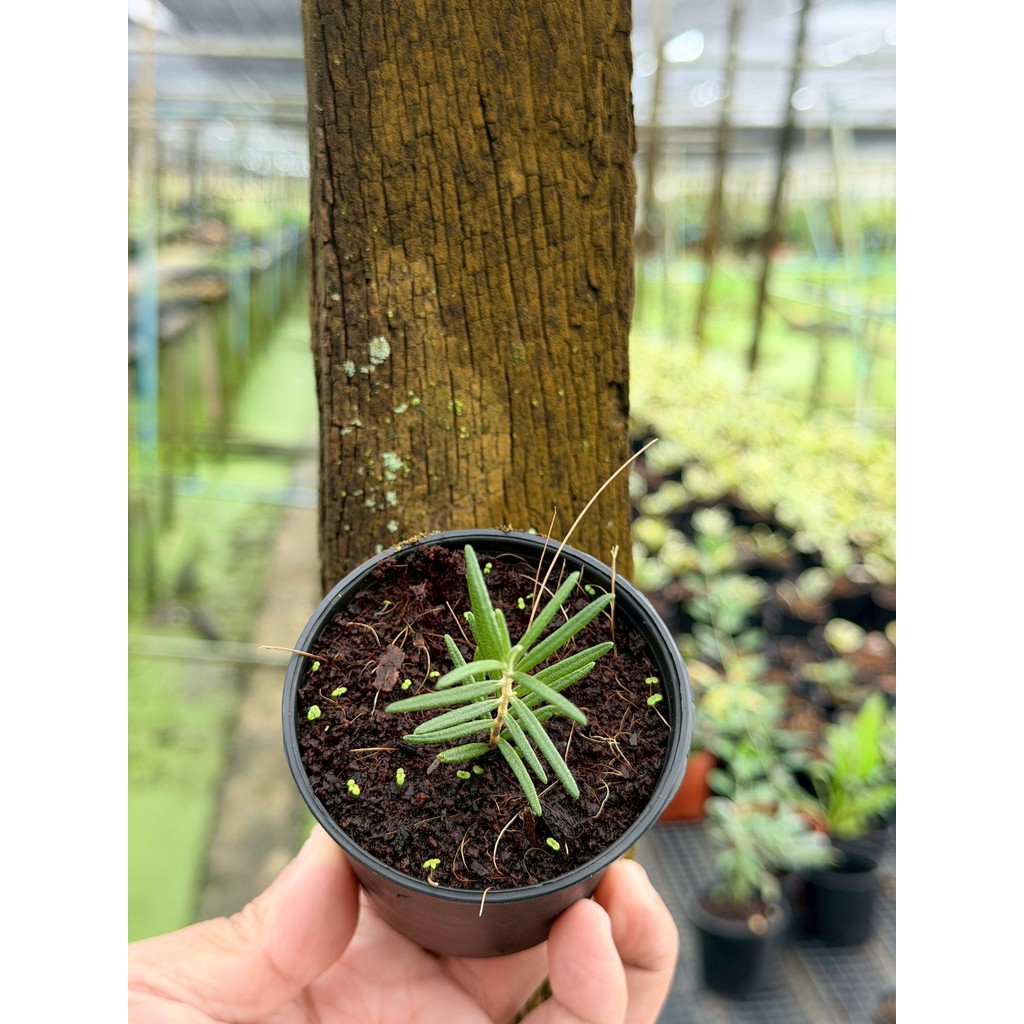 มุมมอง 9