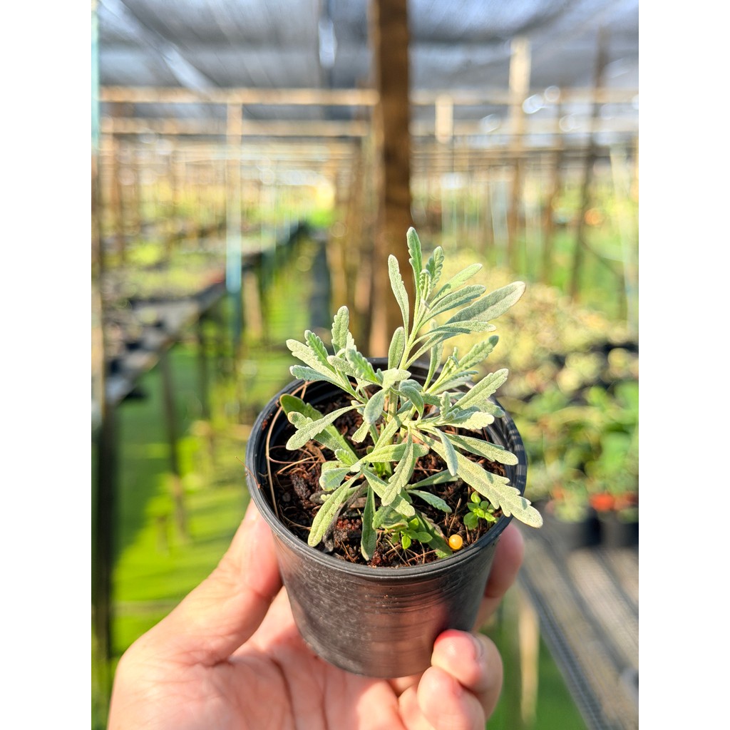 มุมมอง 3