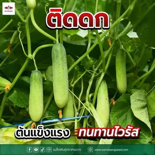แตงกวา ป๊อปอัพ ศรแดง ขนาด 50 กรัม ติดดก ลูกสวย รวยเร็ว ทนโรคไวรัส สามารถปลูกได้ทุกฤดู ปลูกได้ทุกพื้นที่