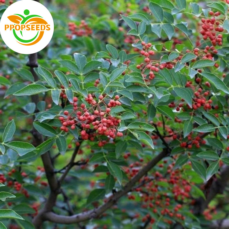 【เครื่องเทศเสฉวน-พันธุ์แท้】เมล็ดพันธุ์ฮัวเจียว 30 เมล็ด | ปลูกง่าย Chinese Prickly Ash Seeds F1 Seeds-PPOP SEEDS