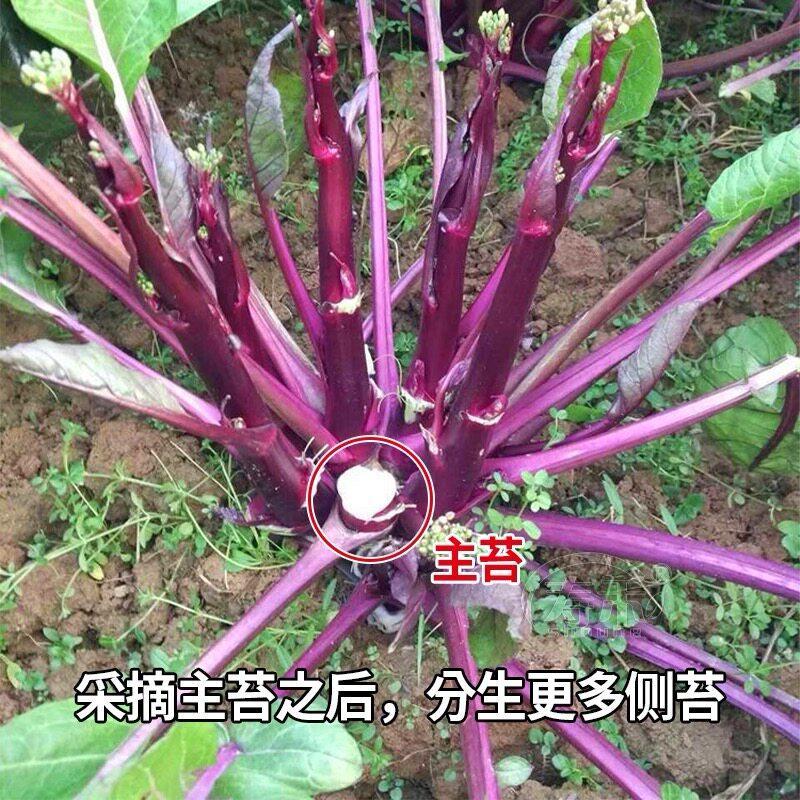 现货红菜苔种子紫菜薹红菜心种籽菜芯春夏秋四季阳台盆栽蔬菜种孑Red mustard greens seeds, purple-stemmed mustard greens, red cabbage h