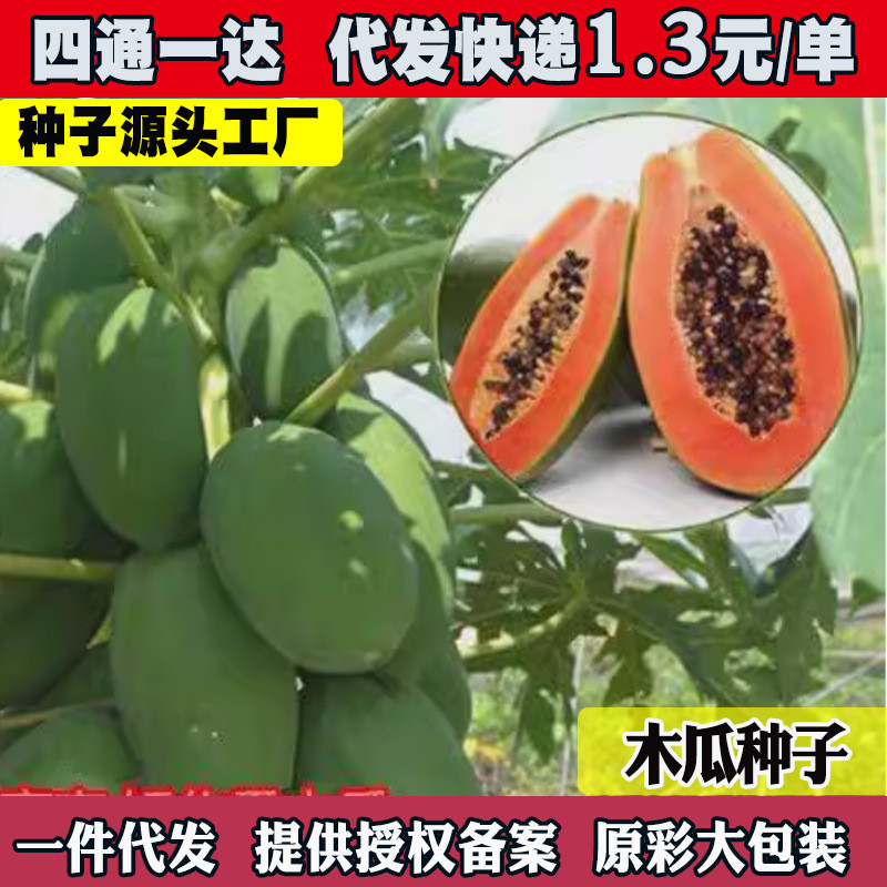 现货矮生型木瓜种子水果红肉木瓜种子早熟台湾红妃牛奶大青木瓜籽Dwarf papaya seeds, red-fleshed papaya seeds20260403