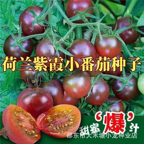 现货紫霞番茄种子西红柿春季播草莓柿子番茄种子圣女果盆栽蔬菜种孑Zixia Tomato Seeds Tomato Spring Sowing Strawberry Persimmon20260404
