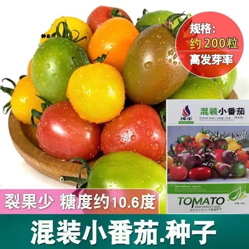 *现货*混装小番茄种子彩色西红柿籽红黄绿紫番茄种籽春四季盆栽蔬果种孑Mixed small tomato seeds, colorful tomato seeds, red and yellow.20