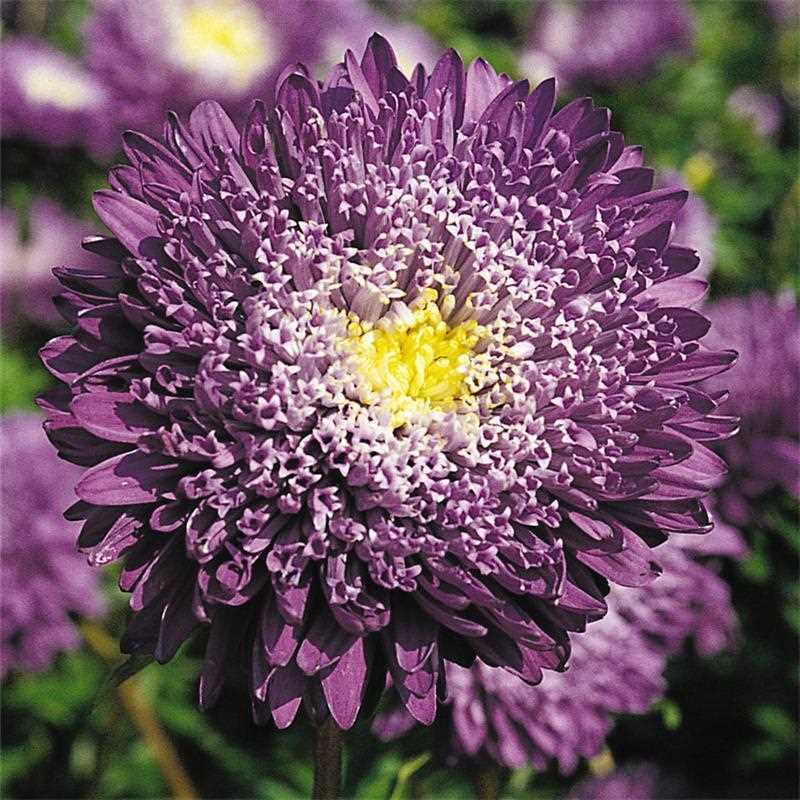 เมล็ดดอกเบญจมาศ Pompom Chrysanthemum Candy Chrysanthemum Bready Gangsi Helichrysum Seed ดอกไม้ทนความ