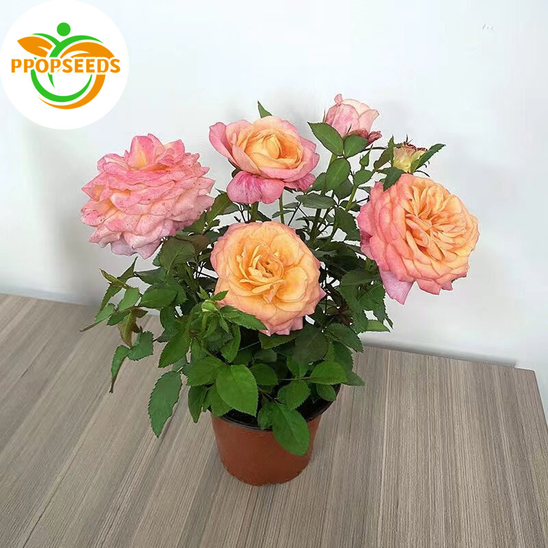 100seeds/pack Rainbow Rose Seeds for Planting Flowers Bonsai Flower Seeds for Balcony Ornamental Pot