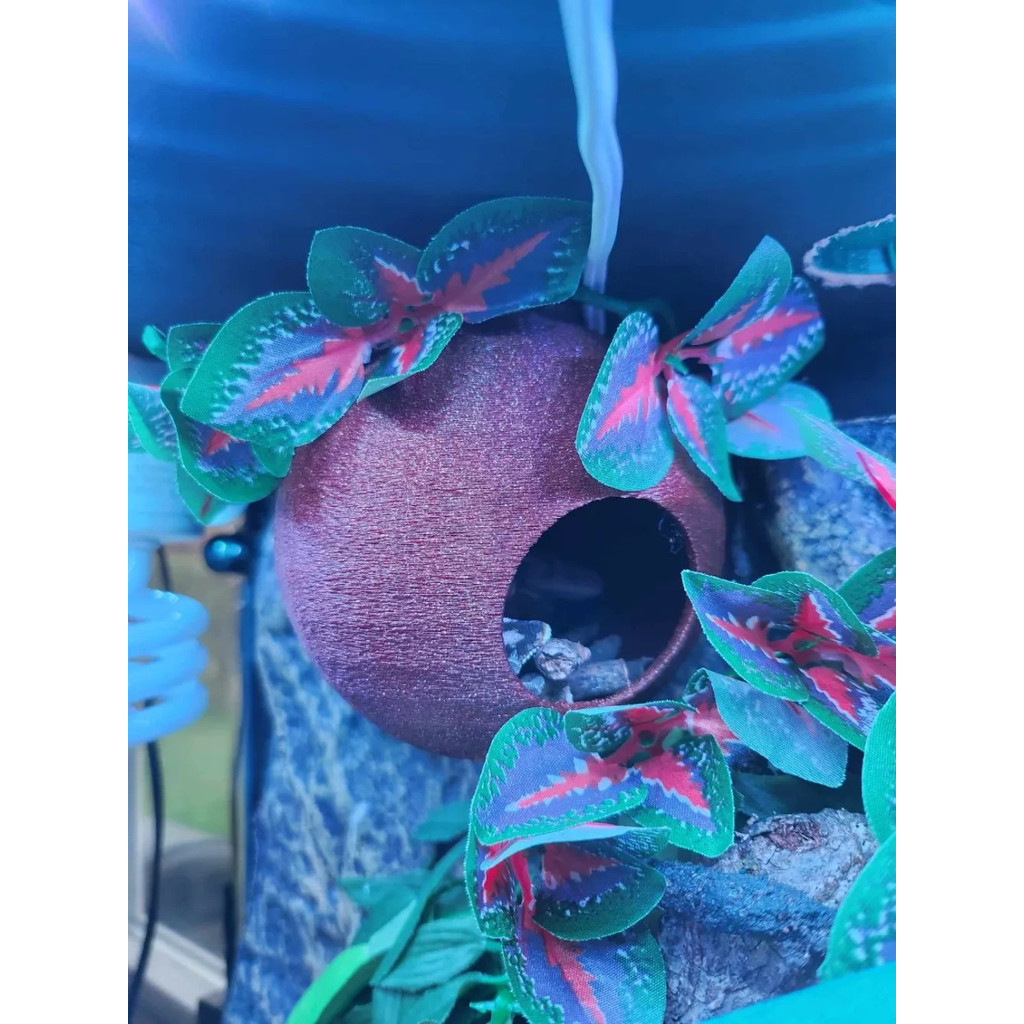 [Meow.sensei] Coconut Hidden Place 10x10cm