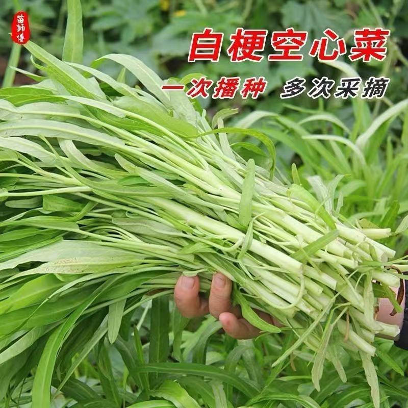 现货热卖白梗骨柳叶空心菜种子柳叶三叉空心菜种原装四季蔬菜种子大全White-stemmed, willow-leaf water spinach seeds; willow-leaf, three-p