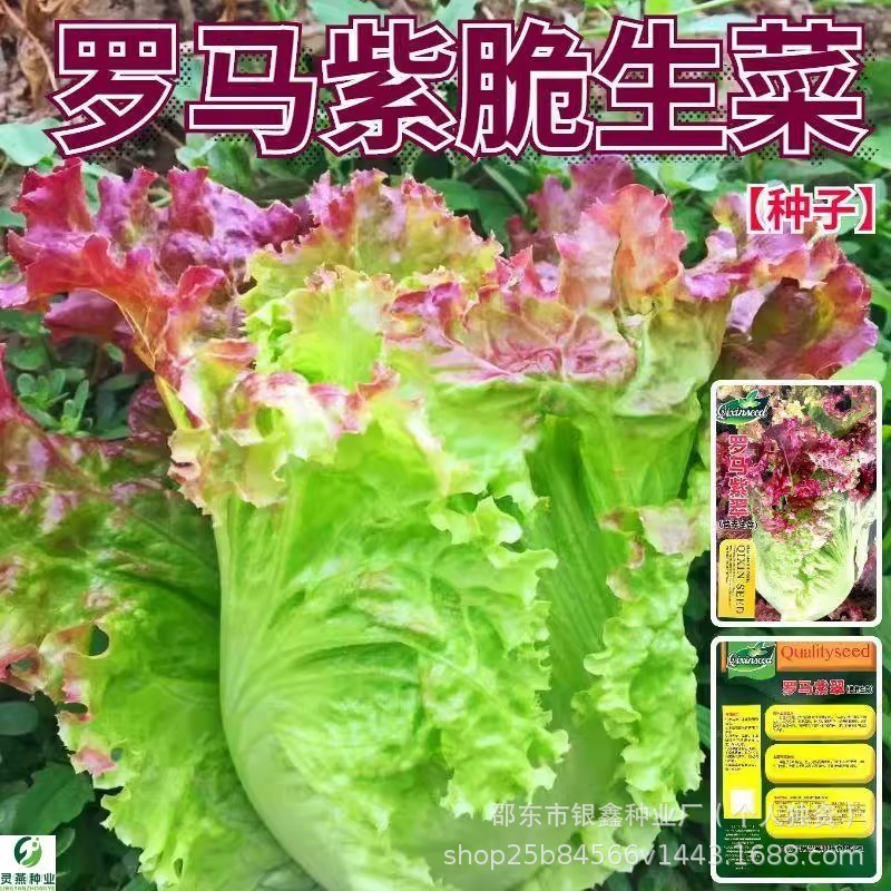 *现货*罗马紫翠紫色生菜种子意大利生菜奶油生菜沙拉菜原装蔬菜种子大全Roma Purple Crisp purple lettuce seeds Italian lettuce20260408