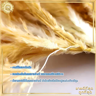 ไม้ปัดขนไก่ ไม้ขนไก่ 60CMไม้ปัดฝุ่น ไม้ปัดขนไก่อย่างดี ขนแน่นหนาฟู ไม่หลุดร่วงง่าย มีขนาดเล็ก น้ำหนักเบา เข้าซอกมุมได้ดี