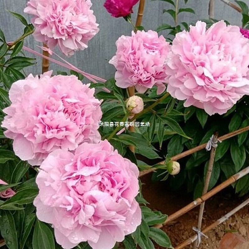 Peony Root Block พร้อม Sprout Peony Plant Root Peony Peony Peony Root Ball Blossom ในร่มสีเขียวกระถา