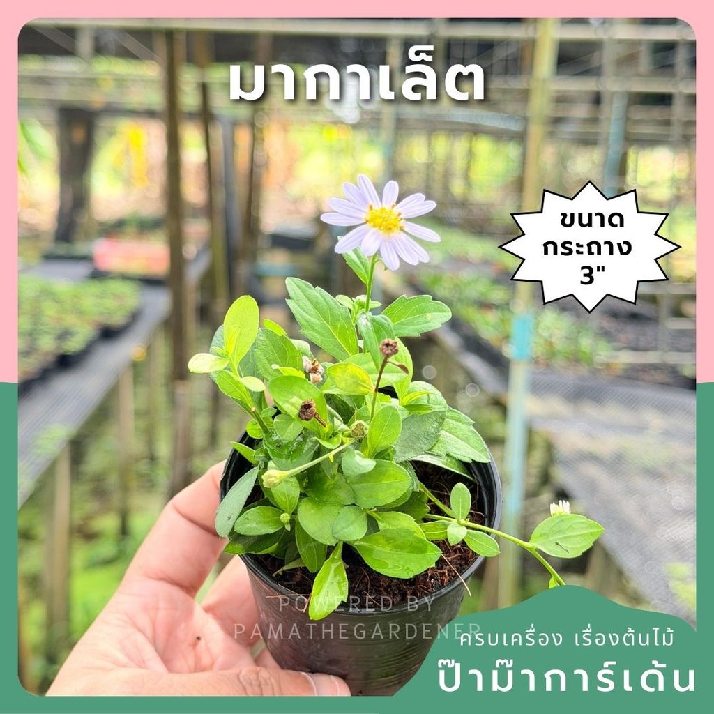 มากาเล็ต กระถาง 3 นิ้ว – Marguerite Daisy