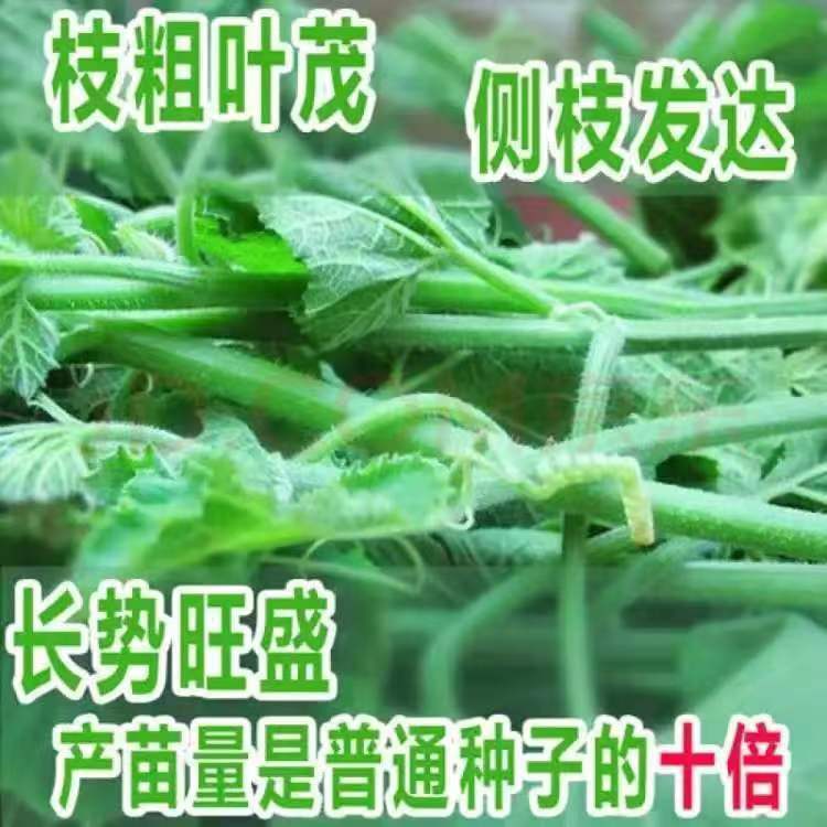 现货热卖南瓜尖藤种子春季播种南瓜蔬菜种子专吃南瓜藤茎嫩叶瓜果种子Pumpkin vine tip seeds, spring sowing pumpkin vegetable seeds.202604