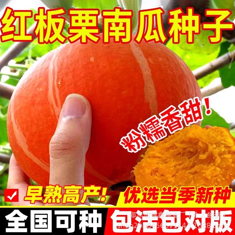 *现货*红贝贝南瓜种子红板栗南瓜种籽绿贝贝板栗种子原装四季种子大全Hong Beibei pumpkin seeds, red chestnut pumpkin seeds, green2026040