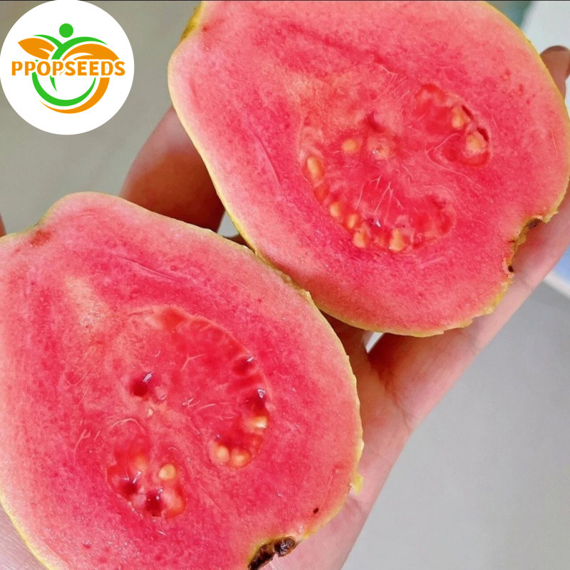 เมล็ดพันธุ์ ฝรั่ง เมล็ดฝรั่ง บรรจุ 50 เมล็ด (Guava Seeds for Planting)Bonsai Guava Tree Fruit Seeds 