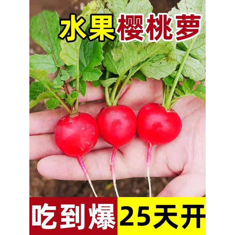 *现货*樱桃萝卜种子种籽子菜种菜籽罗卜大全盆栽四季水果萝卜小水孑籽种Cherry radish seeds, vegetable seeds, radish seeds20260404