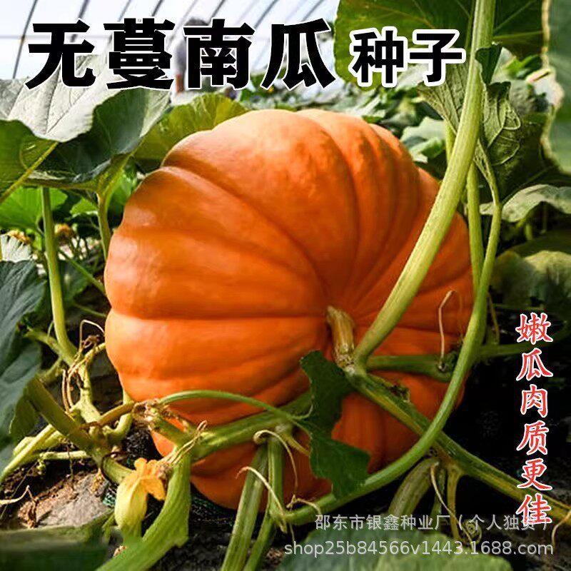 现货热卖无蔓南瓜种子甜面板栗糯大南瓜籽四季蔬菜原装种子对版新种Vineless pumpkin seeds, sweet flesh, chestnut-type, glutinous large p