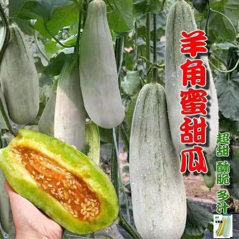 现货羊角蜜甜瓜种子羊角蜜香瓜种籽羊角酥甜瓜种子薄皮四季瓜果种孑Horned Melon Honey Melon Seeds Horned Melon Fragrant Melon Seeds Shee