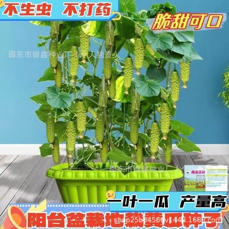 现货热卖盆栽水果黄瓜种子节节瓜青瓜原装四季蔬菜黄瓜种子大全菜种子Potted Fruit Cucumber Seeds, Jujube Cucumber, Green Cucumber – Origi