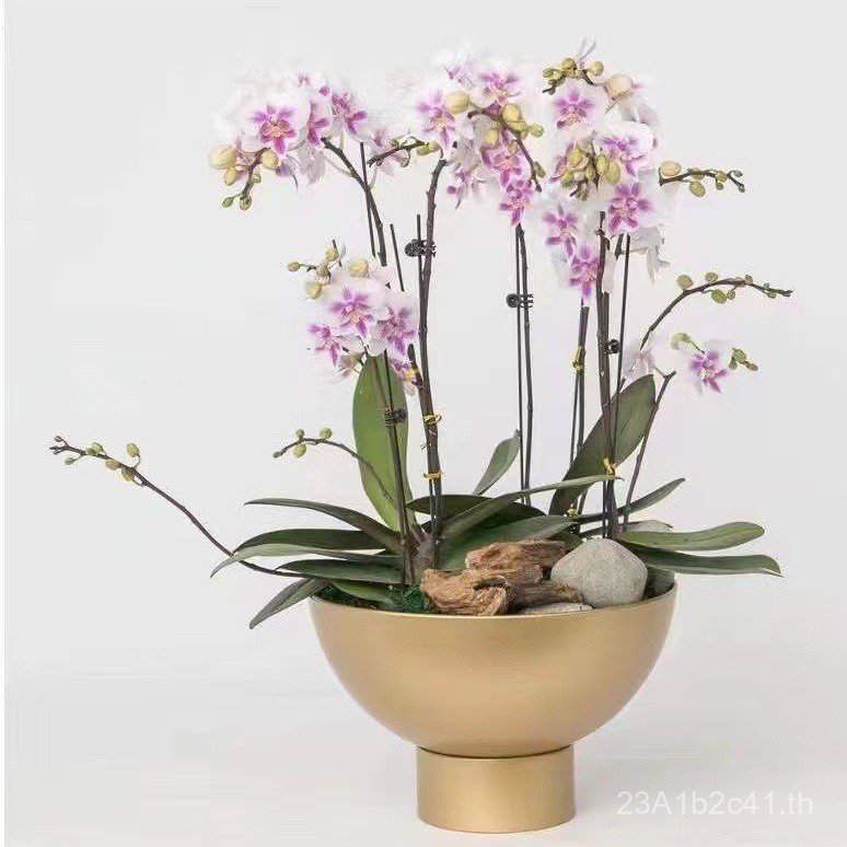 Simple High-Footed Orchid Pot Golden Iron Wide-Mouth Flower Pot Phalaenopsis Pot Home Gardening Flow
