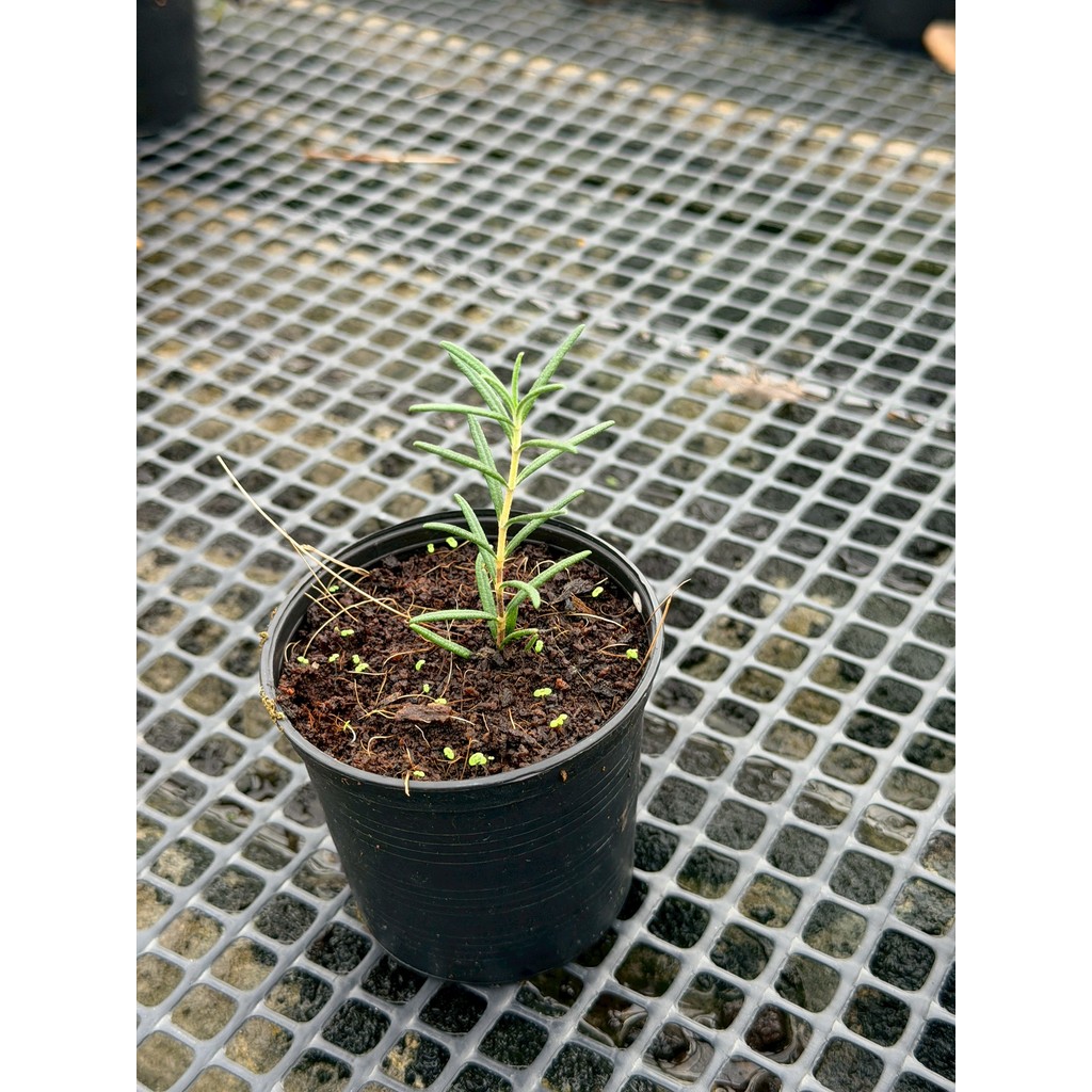 มุมมอง 6