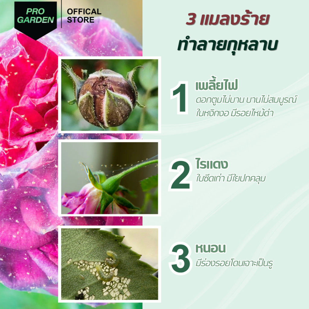 ProGarden บำรุง กุหลาบ ปุ๋ย ยอดอวบ ดอกดก ดอกใหญ่ ต้นแข็งแรง ขนาด 15ml. - รูปที่ 6