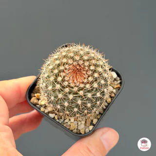 ตลับนาค Parodia Formosa แคคตัส กระบองเพชร cactus&succulent