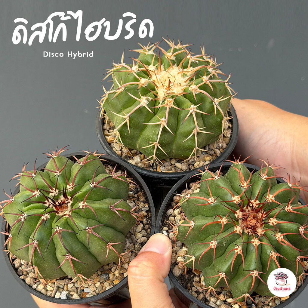 ดิสโก้ ไฮบริด Disco Hybrid แคคตัส กระบองเพชร cactus&succulent