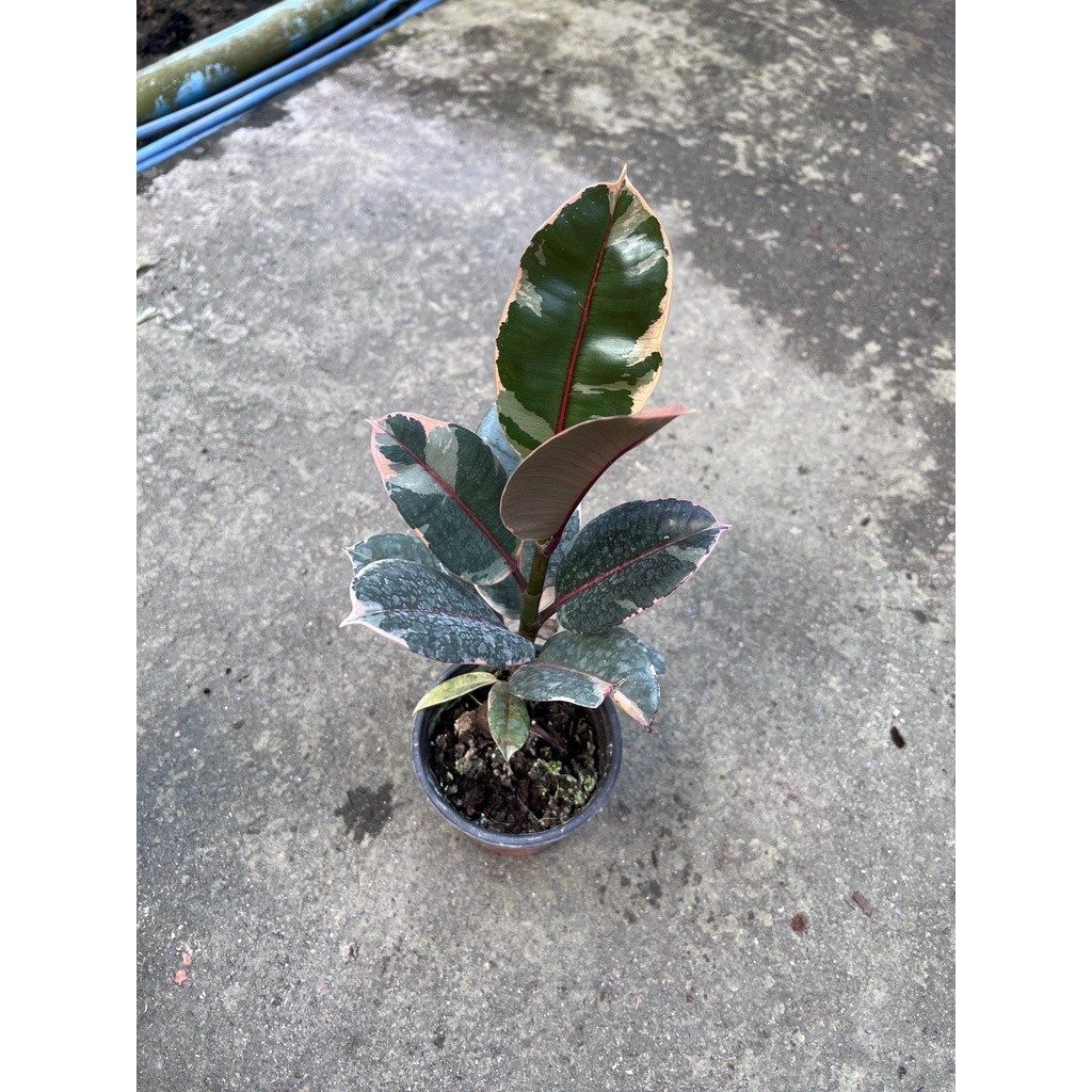 มุมมอง 3