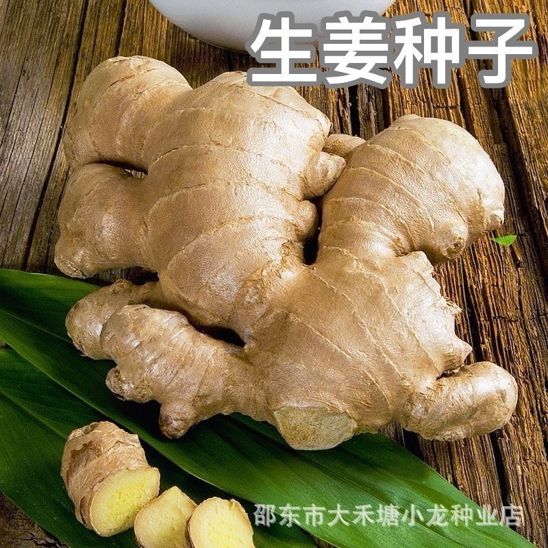 *现货*生姜种子姜种带芽生姜老姜大姜姜苗秧洋姜山东种籽种植Ginger seeds, ginger planting stock with buds, old ginger, large ginger