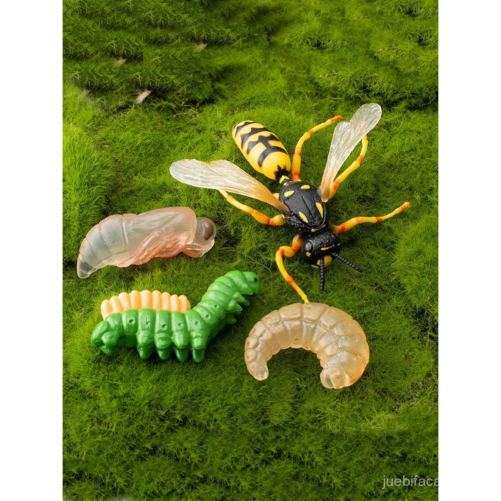Wasp Growth CYCLE จําลองสัตว์ Life CYCLE รุ่นเดสก์ท็อป Static ตกแต่งของเล่น 2DBW