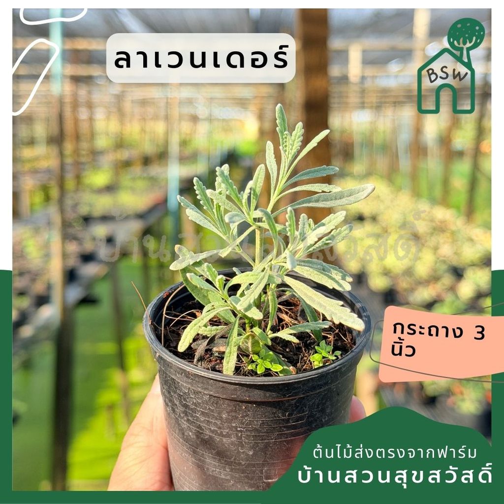 ลาเวนเดอร์ กระถาง 3 นิ้ว – Lavender