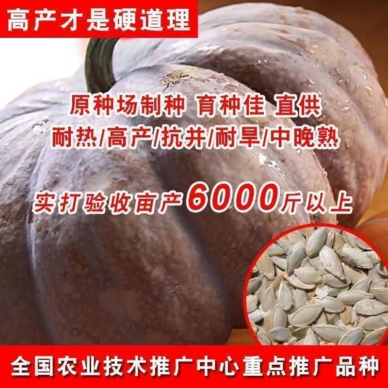 *现货*老品种南瓜种磨盘大南瓜种子农家老品种南瓜种子农家自留种子Old variety pumpkin seeds, millstone-sized pumpkin seeds, farm-grown