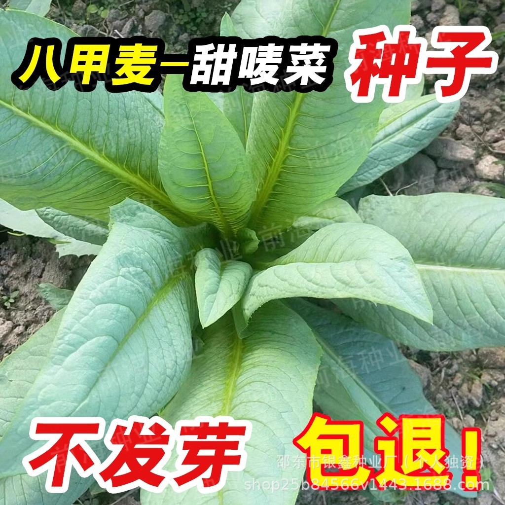 现货热卖八甲唛甜麦菜种子油麦菜种籽麦菜青菜原装四季蔬菜种子大全菜种子Bajia Ma Sweet Leafy Mustard Seeds, Youmai Vegetable Seeds, Mustar
