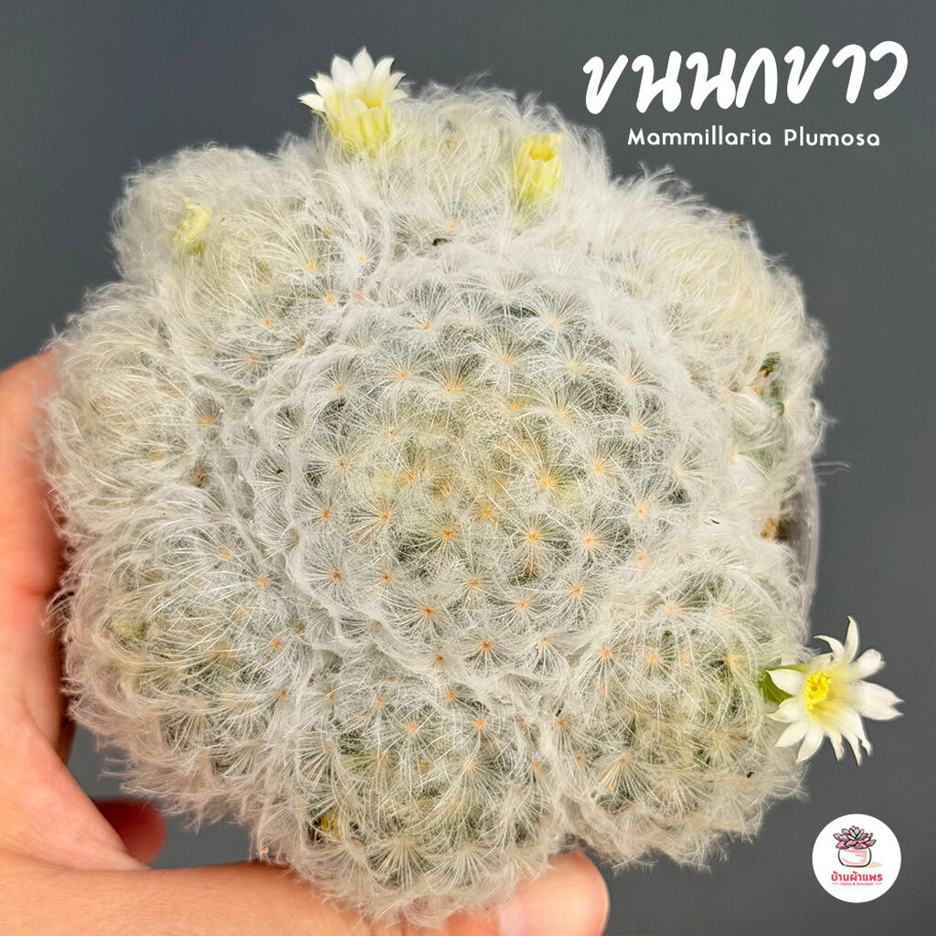 แมมขนนกขาว ฟอร์มกอ #3นิ้ว Mammillaria Plumosa แคคตัส กระบองเพชร cactus&succulent