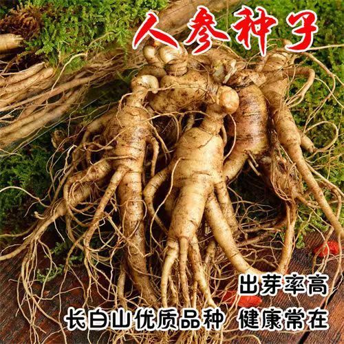 现货热卖人参种子人参籽山参种子党参种子园参种子蔬菜种子菜种菜籽种Ginseng seeds, ginseng berries, wild ginseng seeds, codonopsis pilos