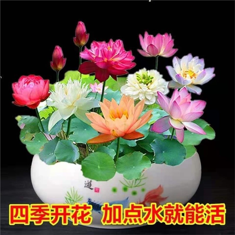 4.7 [E-Commercial Dedicated] Water Lily Bowl Lotus Aquatic Plant Seeds Hydroponic Lotus Seeds