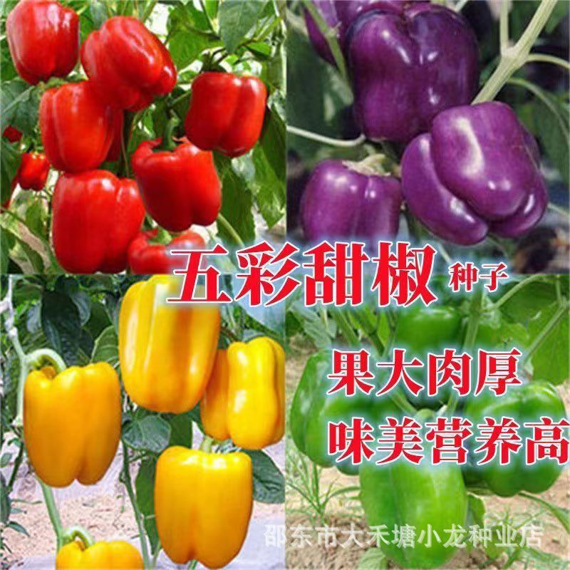 *现货*彩椒蔬菜甜椒种籽进口五彩甜椒种子高产四季春方椒灯笼椒蔬菜种孑Bell pepper vegetable sweet pepper seeds, imported multi-colored s