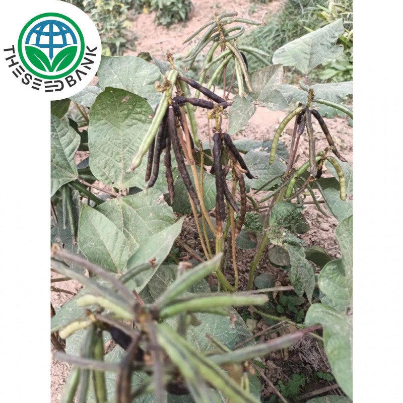 20 Seeds Green Beans, Large Green Beans, Organic Beans, Healthy Beans, Organic, Organic Mung Bean, C