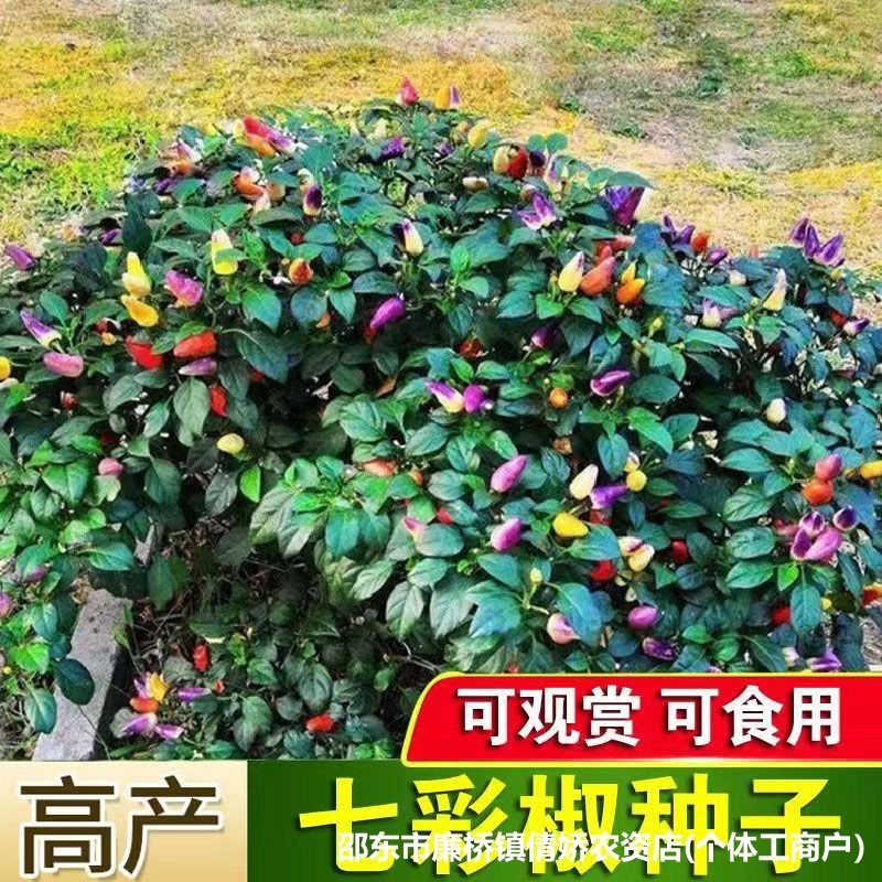 现货热卖七彩椒种子春季广西五彩椒辣椒种籽阳台观赏盆栽四季蔬菜种籽Colorful pepper seeds, spring season, Guangxi five-color pepper chil