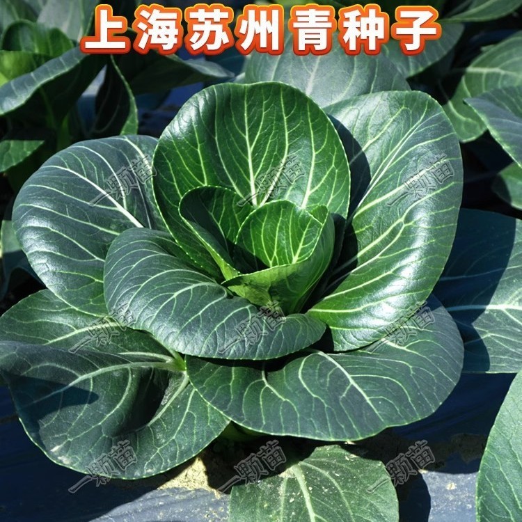 *现货*苏州青小油菜种子上海青蔬菜籽菜种子原装四季蔬菜大全菜叶菜Suzhou Qing Xiaoyoucai seeds, Shanghai Qing vegetable seeds, vegetab