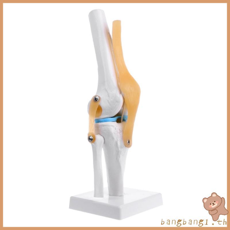 Bangb Human Anatomical Knee Joint ยืดหยุ่นโครงกระดูกรุ่น Medical Learning Aid Anatomy