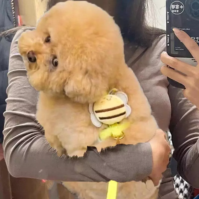 สายจูงสุนัขสำหรับสุนัขขนาดเล็ก เท็ดดี้ บิชอน รุ่น 20260414 thumbnail 5